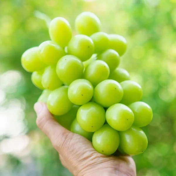 your-complete-guide-to-the-seasonal-delight-of-shine-muscat-grapes-japanese-taste